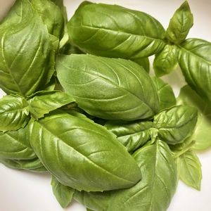 バジル,自家製野菜,夏野菜,ベランダ菜園,家庭菜園の画像