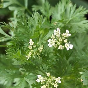 パクチー,パクチー,無農薬,菌ちゃん農法,家庭菜園の画像