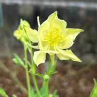 オダマキ,オダマキ,ブラキカム ブラスコ,ブラキカム ブラスコ,ロベリア レオンの画像