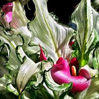 ホヤ・カルノーサ,今日のお花,日曜ビタミンカラー♪の画像