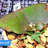 カランコエ,ファング,葉挿し,カランコエ属,植物男子ベランダーの画像