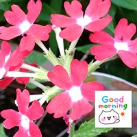 バーベナ,赤い花,プランター栽培,バーベナの栽培,日曜日は赤い花の画像