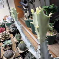 ホワイトゴースト,ユーフォルビア・ラクテア,多肉植物,ユーフォルビア,成長記録の画像