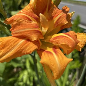 ヤブカンゾウ,花が好き,無農薬❤家庭菜園,野菜が好き,庭の画像