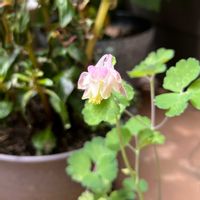 オダマキ,ガーデニング,ピンクの花,お花のある暮らし,GS4年生の画像