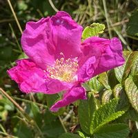 ハマナス,山野草,ハマナスの実の画像