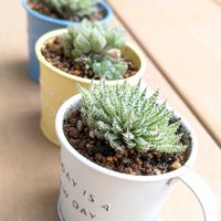 玉つづり,ハオルチア,光オブツーサ,熊童子,パープルヘイズの画像