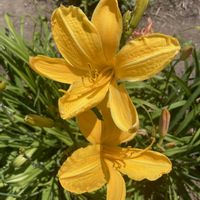 ヘメロカリスの画像