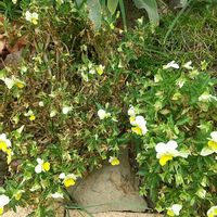 ビオラ,芝,花壇,庭の画像