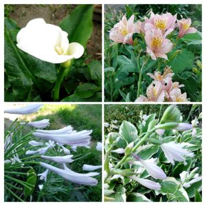 アガパンサス,カラー,ギボウシ,アリストロメリア,今日の収穫　夏野菜の画像
