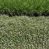 ヒメイワダレソウ,いね,ガーデニング,キュンキュン乙女倶楽部,富山支部の画像