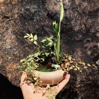 オモダカ,セリ,ヘビイチゴ,ミゾソバ,セキショウの画像