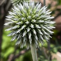 ルリタマアザミ,ルリタマアザミ,鉢植え,花のある暮らし,お花を楽しむの画像