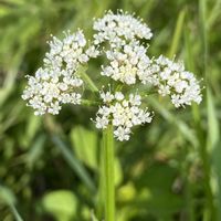 セリ,山野草の画像