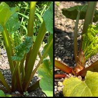 ルバーブの画像