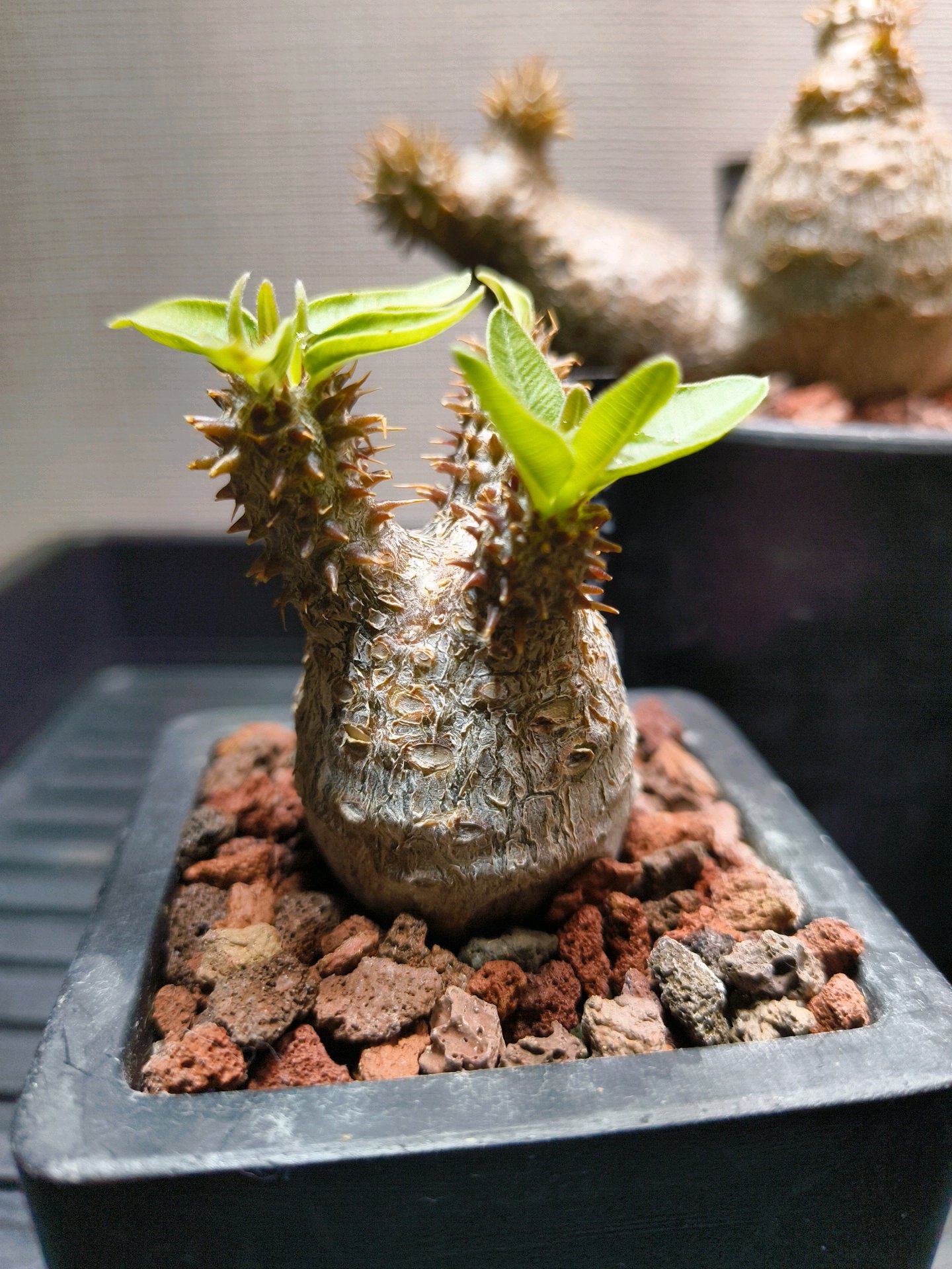 マカイエンセ　実生 ✿【実生】p.マカイエンセ2020〜｜🍀GreenSnap（グリーンスナップ）