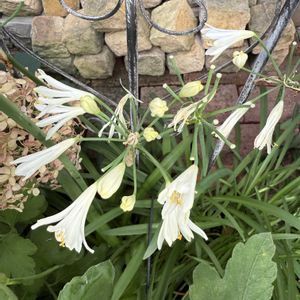 夏の庭,ガーデニング,フロントガーデン,宿根草♪の画像