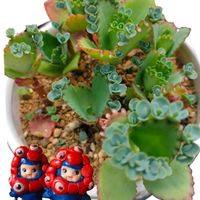 子宝弁慶草,ガガ様,全国オヤジ連合会,繋がりに感謝♡,毎月13日と14日は葉挿しの日の画像
