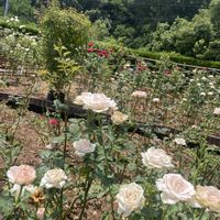 お花,山陽高速道路、福山SA上り線のバラ園コーナーの画像