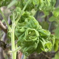 センテッドゼラニウム,センテッドゼラニウム ボントローサイ,鉢植え,北陸頑張って♡♡♡,能登の方々頑張って♡の画像