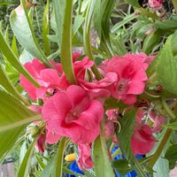 ゴデチアの画像