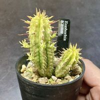 紅彩閣,斑入り,ユーフォルビア属,紅彩閣錦,多肉植物の画像