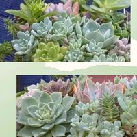 子持ち蓮華,虹の玉,多肉植物の寄植え,リトルミッシー,パープルヘイズの画像