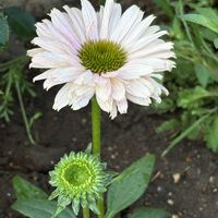 エキナセア,エキナセア ‘サンシーカーズ レインボー‘,エキナセア ‘サンシーカーズ レインボー‘,ナチュラルガーデン,マイガーデンの画像