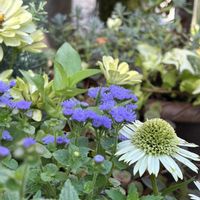 アゲラタム,アジュガ,返り咲きの紫陽花の画像