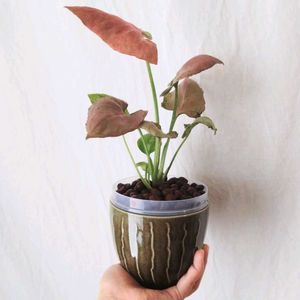 シンゴニウム,シンゴニウム　ストロベリー,シンゴニウム　ストロベリー,観葉植物,ハイドロカルチャーの画像