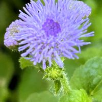 オオカッコウアザミ,散歩,小さな花,青い花,花が好きの画像