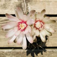 サボテン,緋花玉,多肉植物,開花,お花の画像