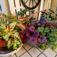 コリウス,ヒューケラ,ヒューケラ,カラーリーフ,ヒューケラ大好きの画像