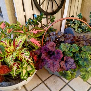 コリウス,ヒューケラ,ヒューケラ,カラーリーフ,ヒューケラ大好きの画像