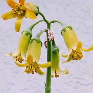 福だるま,福だるま,福だるま,福だるまの花,多肉植物の画像