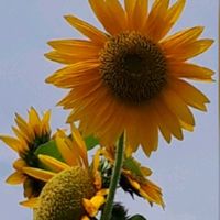 ヒマワリ,花言葉,幸せの黄色いお花,しあわせ運べるように,いつも心に太陽をの画像
