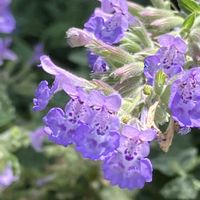 キャットミント,ブルーサルビア,リアトリス,バーベナハスタータ,ヤエカシワバアジサイの画像