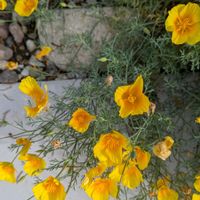ハナビシソウの画像