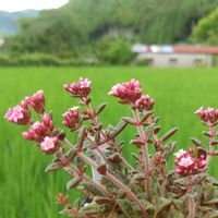 クラッスラクーペリー,兵庫タニラー,おうち園芸,庭の画像