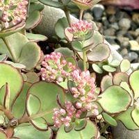 ミセバヤ,多肉植物,小さな庭の画像