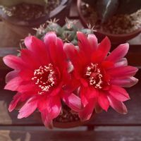 サボテン,緋花玉,多肉植物,開花,お花の画像