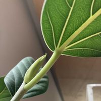 フィカス ベンガレンシス,フィカス ベンガレンシス,フィカス ベンガレンシス,葉の葉脈,観葉植物の画像