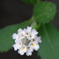 ヒメイワダレソウ,姫岩垂草,花のある暮らし,植中毒,花自慢の画像