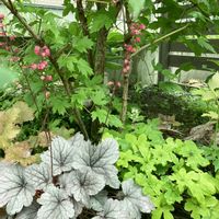 ヒューケラ,アストランティア,ガーデニング,お花,庭の宿根草の画像