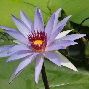 熱帯スイレン,熱帯スイレン,熱帯睡蓮　ウッズブルーゴッデス,温室,神代植物公園の画像
