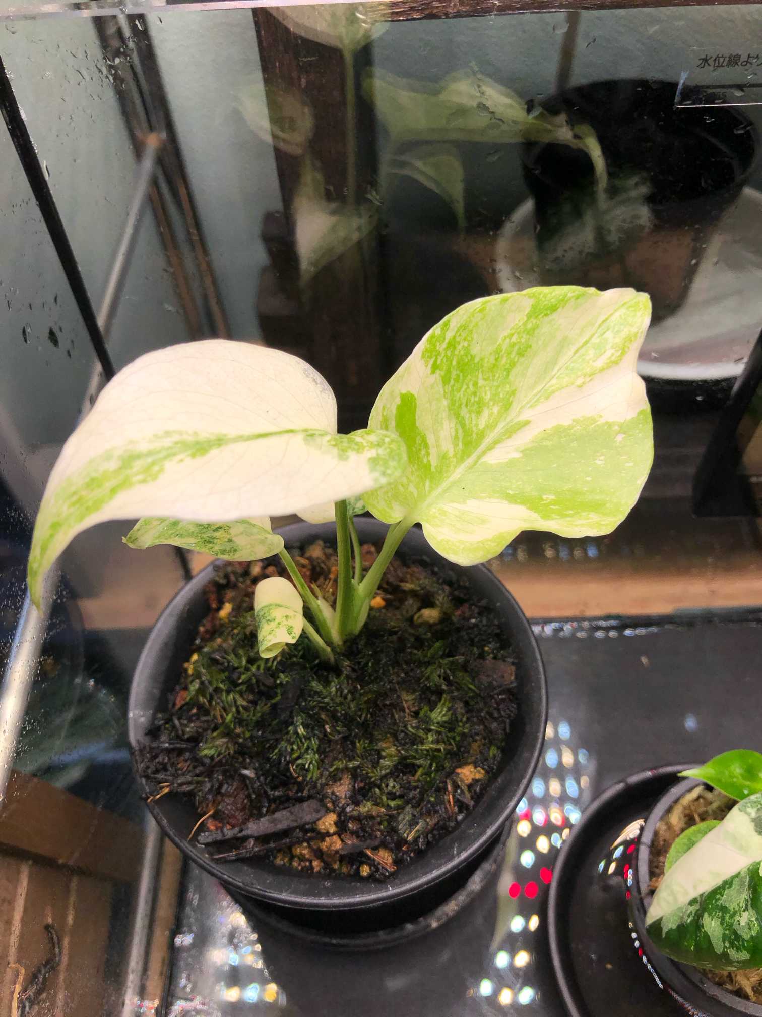 モンステラ タイコンステレーション レガシー育成記。｜🍀GreenSnap