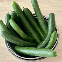 アロエ,アロエ,キュウリ,キュウリ,キダチアロエの画像