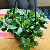 蚊嫌草（ハーブゼラニウム）,かねのなる木,玄関アプローチ,リビング・ダイニングの画像