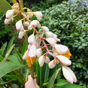 月桃の花,野草,南国植物,薬草,ハーブガーデンの画像