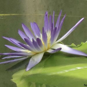 熱帯スイレン,熱帯スイレン,熱帯睡蓮ゾルフォスター,温室,神代植物公園の画像